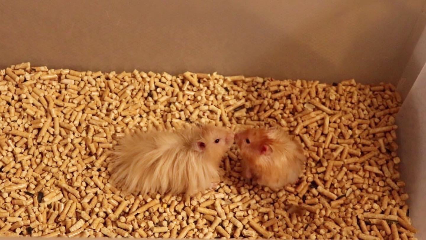 СВАДЬБА СИРИЙСКИХ ХОМЯКОВ / МОЖНО ЛИ СОДЕРЖАТЬ ХОМЯКОВ В ОДНОЙ КЛЕТКЕ? смотреть онлайн