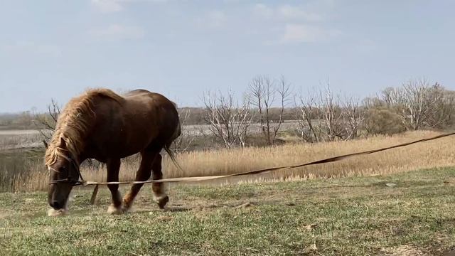 Советский тяжеловоз Каскад. Часть - 2.