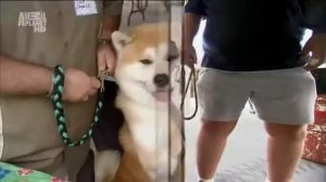 Акита ину  Японская порода собак  Akita Inu