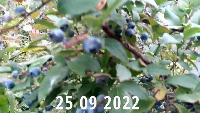 Поздний Сорт Голубики Чандлер.Blueberry Chandler