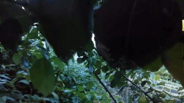 ПРИВИВКА ГРУШИ. КАКИМ МЕТОДОМ ПРИВИВАТЬ? смотреть онлайн