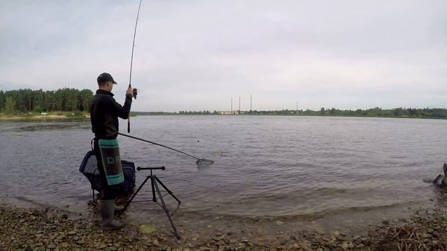 Как на #фидер поймать леща летом. Фидер на реке Лиелупе. Готовим на природе. смотреть онлайн