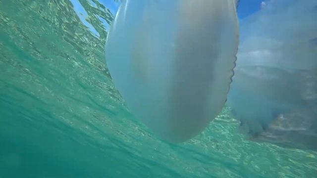 Медузы в чистом море смотреть онлайн