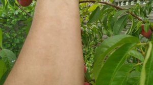 Персик инжирный в Брянске, вызревание и обзор.Персик никитинский.