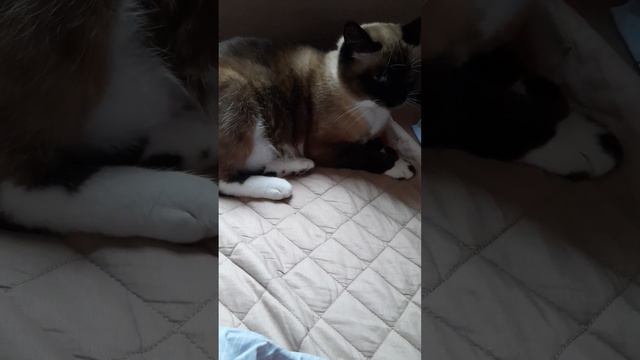 #отдых #лунка #игра #любимка #рекомендации #тайская