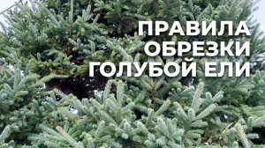 Ель голубая. Как стричь? #стрижкаели