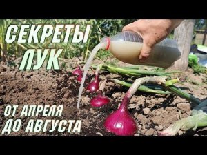 Все секреты выращивания крупного лука от а до я! При таком уходе и подкормках хранится до лета!