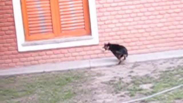 Blacky - Canon sx260 slow motion смотреть онлайн