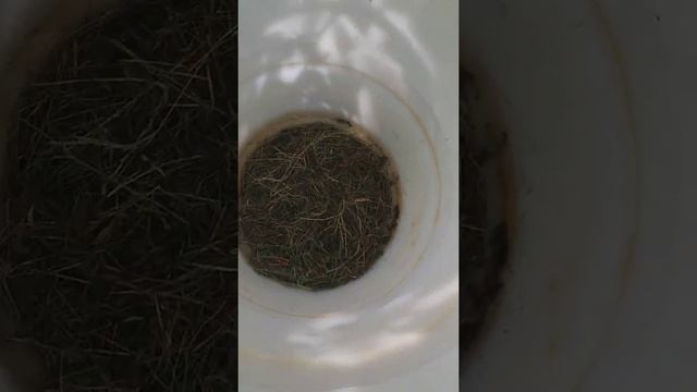 Поймал огромного ужа смотреть онлайн