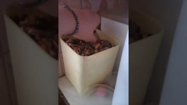Моя белочка дегу. смотреть онлайн