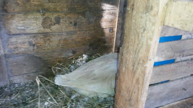 Гусыня- наседка в гнезде смотреть онлайн