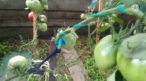 Обзор томатов Японка, Сенсей, Большая малина.