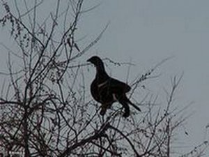 охота на тетеревов с чучелами .