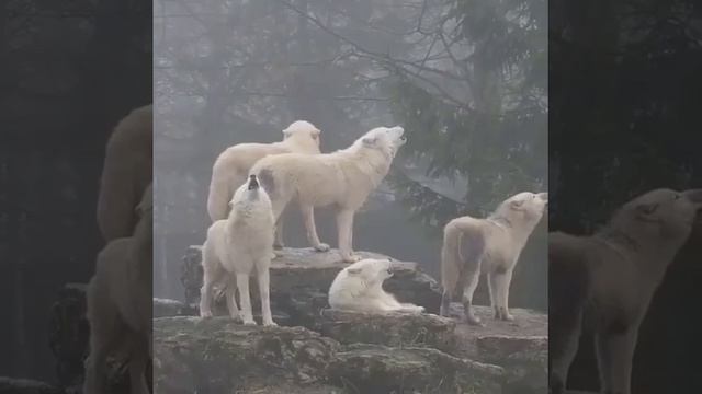 The wolf on the top of the hill is never as hungry as the wolf climbing the hill смотреть онлайн