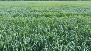 химические ожоги на озимой пшенице после фунгицидной обработки 2023 год