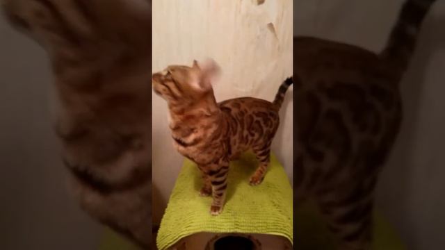 Бенгальские котята смотреть онлайн