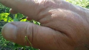 Прививка сладкого миндаля