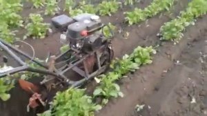 Однорядный окучник