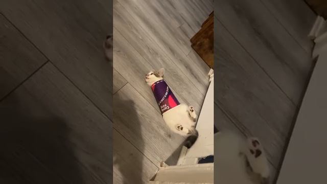 Смирительный стаканчик смотреть онлайн