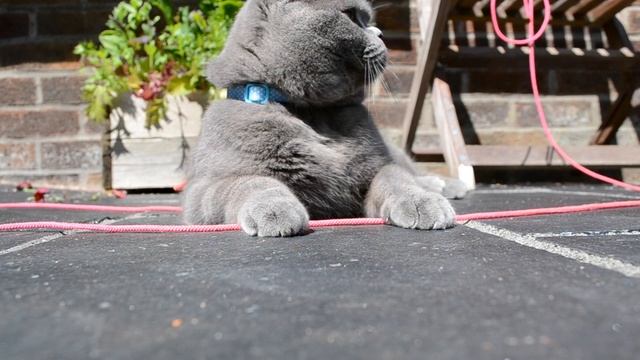 British Shorthair Cat (1 year old) смотреть онлайн