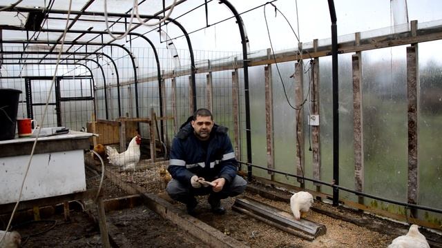 Бройлеры КОББ 500. 2 месяца. Жизнь в теплице. смотреть онлайн