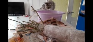 Замачивание саженцев роз перед высадкой в грунт