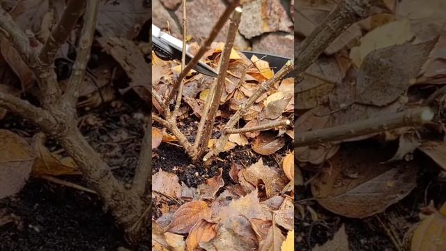 ??Два види обрізки низькорослої гортензії Little Lime. 10.2022р. смотреть онлайн