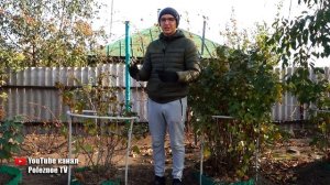 НЕ СПЕШИТЕ ВЫКОРЧЕВЫВАТЬ СТАРУЮ СМОРОДИНУ ЕЁ МОЖНО ОМОЛОДИТЬ