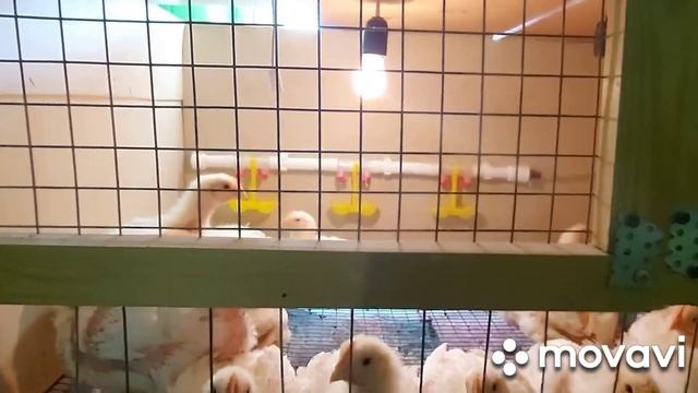 Бройлеры. Вес бройлеров в 20 дней. Что надо для хорошего набора веса бройлерам. Бройлер Арбор Айкре