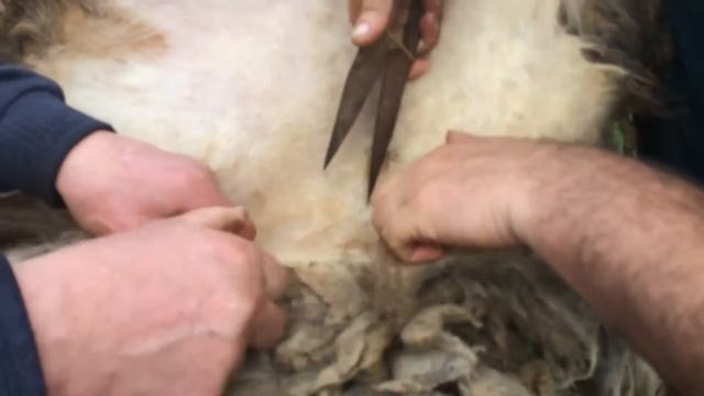 Стрижка баранов ножницами. первый опыт. Мариана и Михаил/Life in the village смотреть онлайн