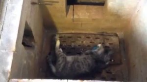 Общая кремация кота