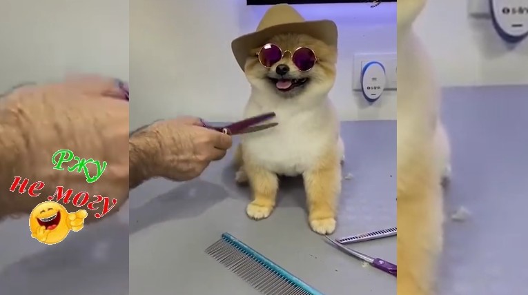 ПОДБОРКА, САМЫХ НЕ ВЕРОЯТНО СМЕШНЫХ ЖИВОТНЫХ... смотреть онлайн