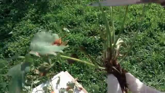 Клубника. Как заложить грядку только из женских кустов.mp4 смотреть онлайн