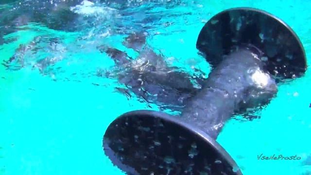 Калан (морская выдра) плавает смотреть онлайн