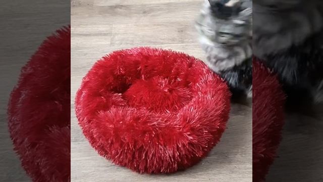 Купила лежанку для кошки на Алиэкспресс. смотреть онлайн