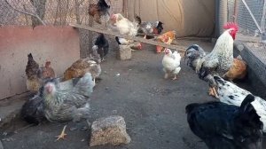 Почему куры дерутся? Что им не хватает? Бои без правил...