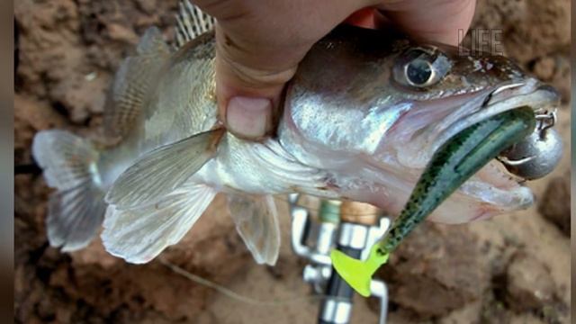 Судак в ноябре как правильно ловить? смотреть онлайн