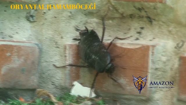 Oryantal Hamamböceği ( Blatta Orientalis ) смотреть онлайн