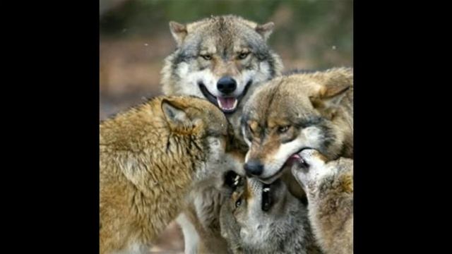 Спасение мусульманина. Новые чудеса Святителя Николая смотреть онлайн