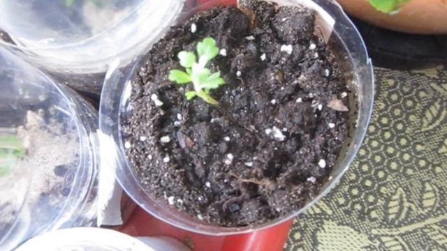 Черенкуем хризантемы. Как перезимовали маточники хризантем. смотреть онлайн