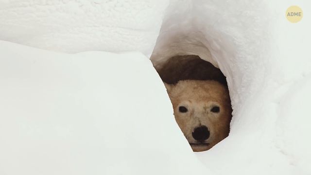 Самые охраняемые детеныши животных, к которым вы не сможете приблизиться! смотреть онлайн
