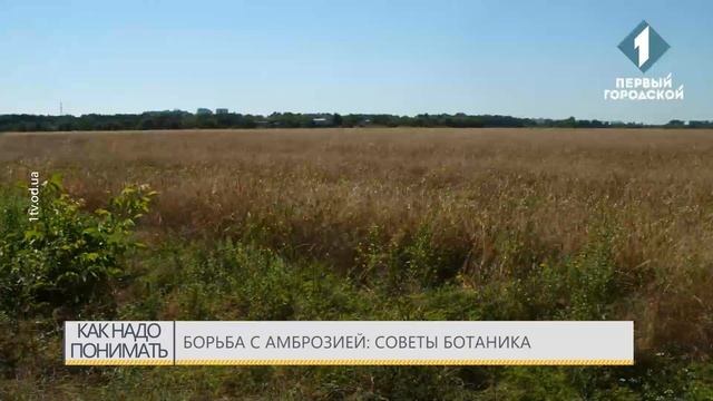 Борьба с амброзией: советы ботаника смотреть онлайн