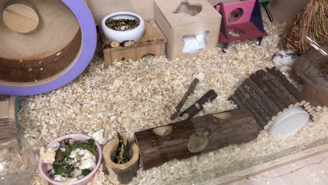 Тайная жизнь хомяка Лизи смотреть онлайн