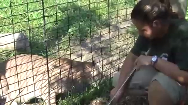 Buttonwood Park Zoo - Cougar смотреть онлайн