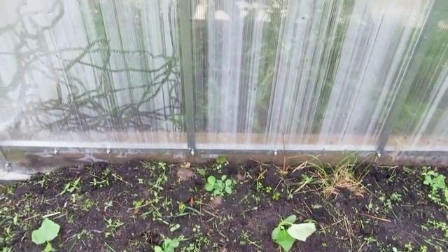 Наша дача. Картофель в гнездах. Торф как мульча. смотреть онлайн