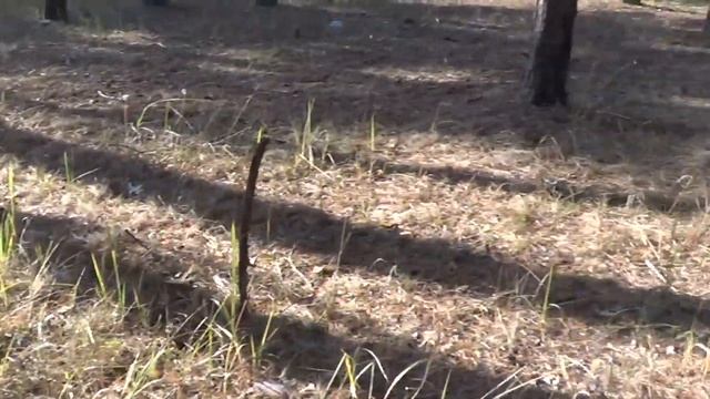 Как растут грибы маслята. Машина застряла в лесу смотреть онлайн