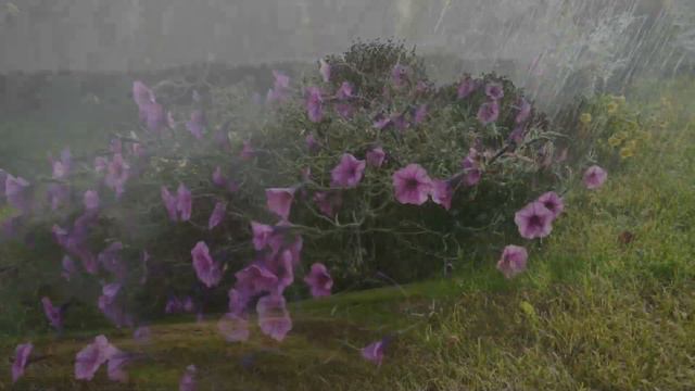 Relaxing Rain Sounds For Sleeping, Rain Sounds, Rain Music, Rain For Sleep, Relax