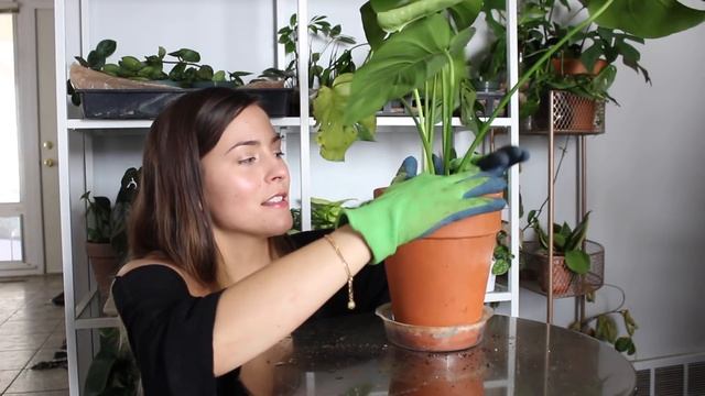 Propagating Monstera Plants! How To Propagate Monstera Deliciosa Houseplant!