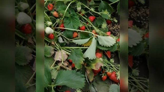 Первый опыт выращивания клубники КЛЕРИ. смотреть онлайн