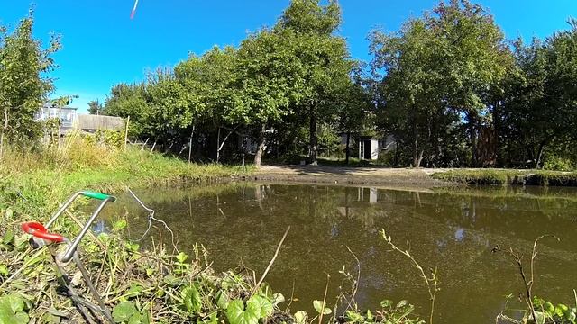 Выращивание карпа в маленьком пруду возле дома, эксперимент. ч26